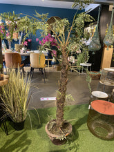 Afbeelding in Gallery-weergave laden, Varen Plant in Pot H140