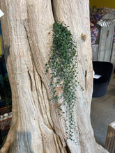 Afbeelding in Gallery-weergave laden, hangplant donkergroen
