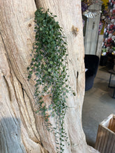 Afbeelding in Gallery-weergave laden, hangplant donkergroen
